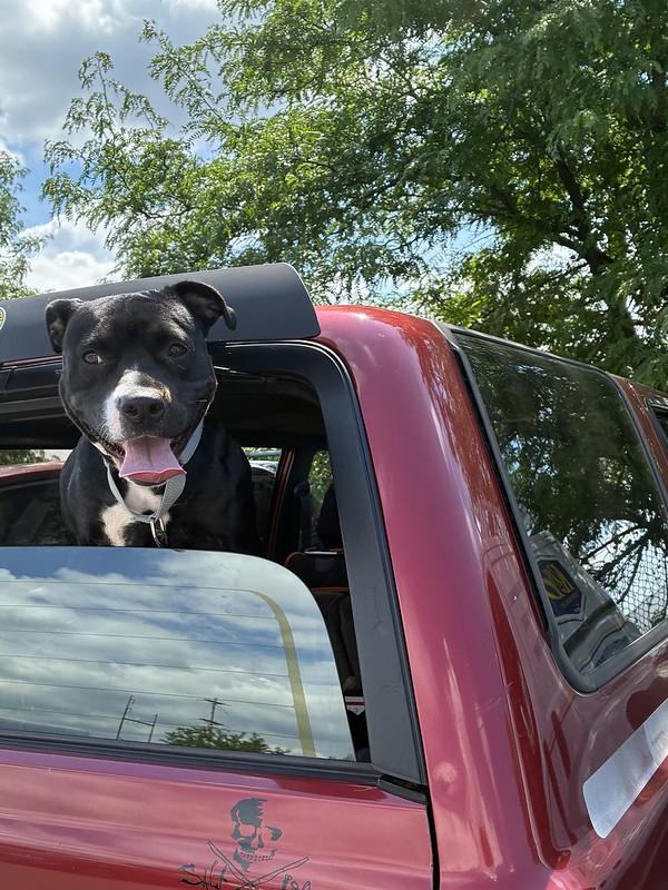 Julep, a ADOPTABLE Mixed Breed in Chester, PA image 6/6