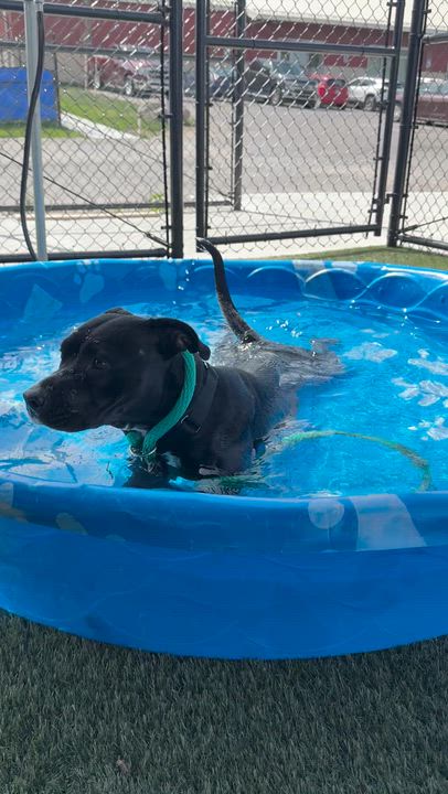 Enlarge Julep, a ADOPTABLE Mixed Breed in Chester, PA video 3/6