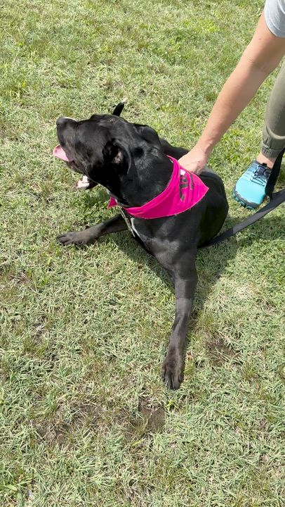 Enlarge Julep, a ADOPTABLE Mixed Breed in Chester, PA video 4/6