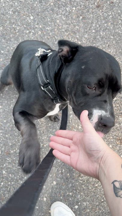 Enlarge Julep, a Adoptable Mixed Breed in Thornton, PA video 3/6