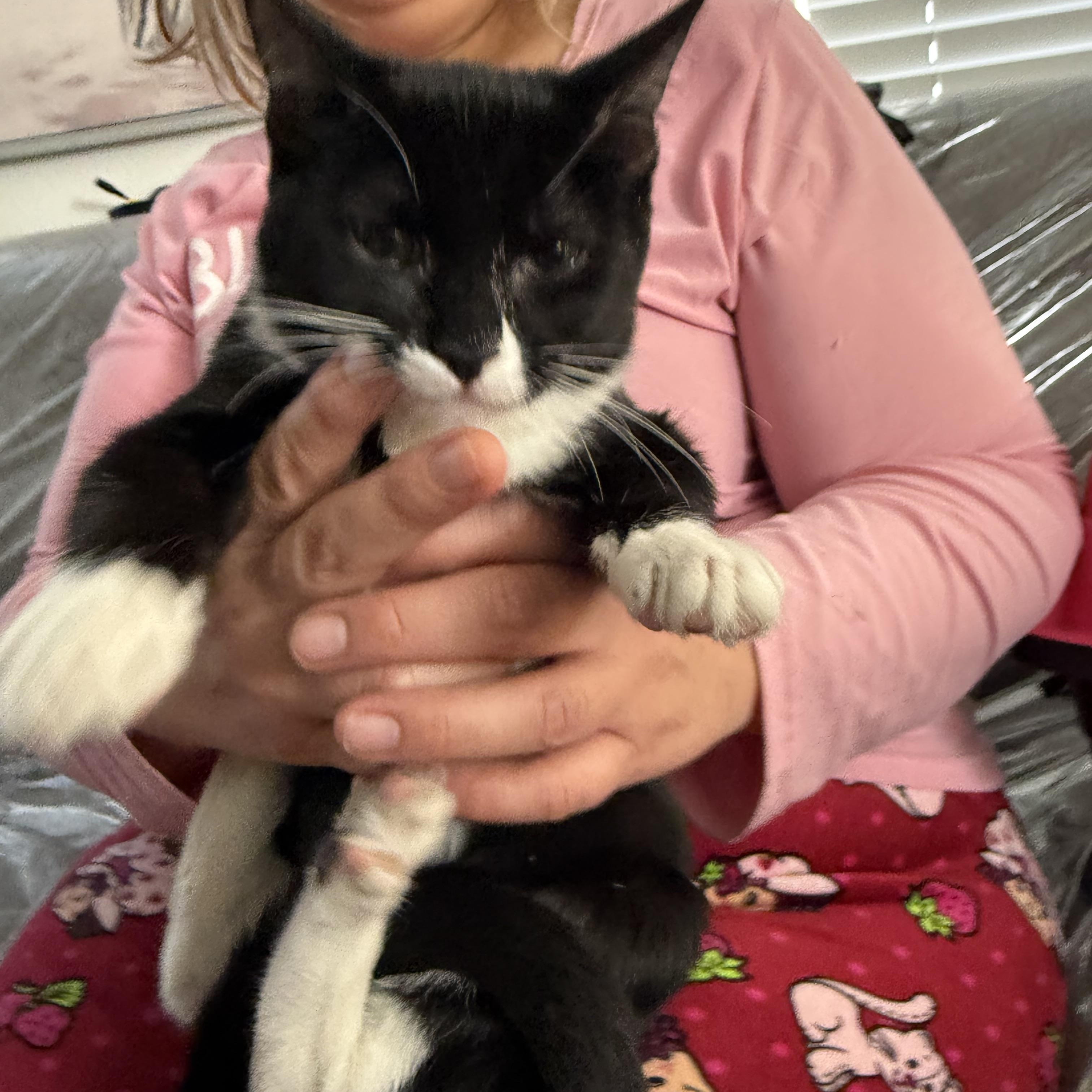 June, Adoptable, Kitten Female Tuxedo.