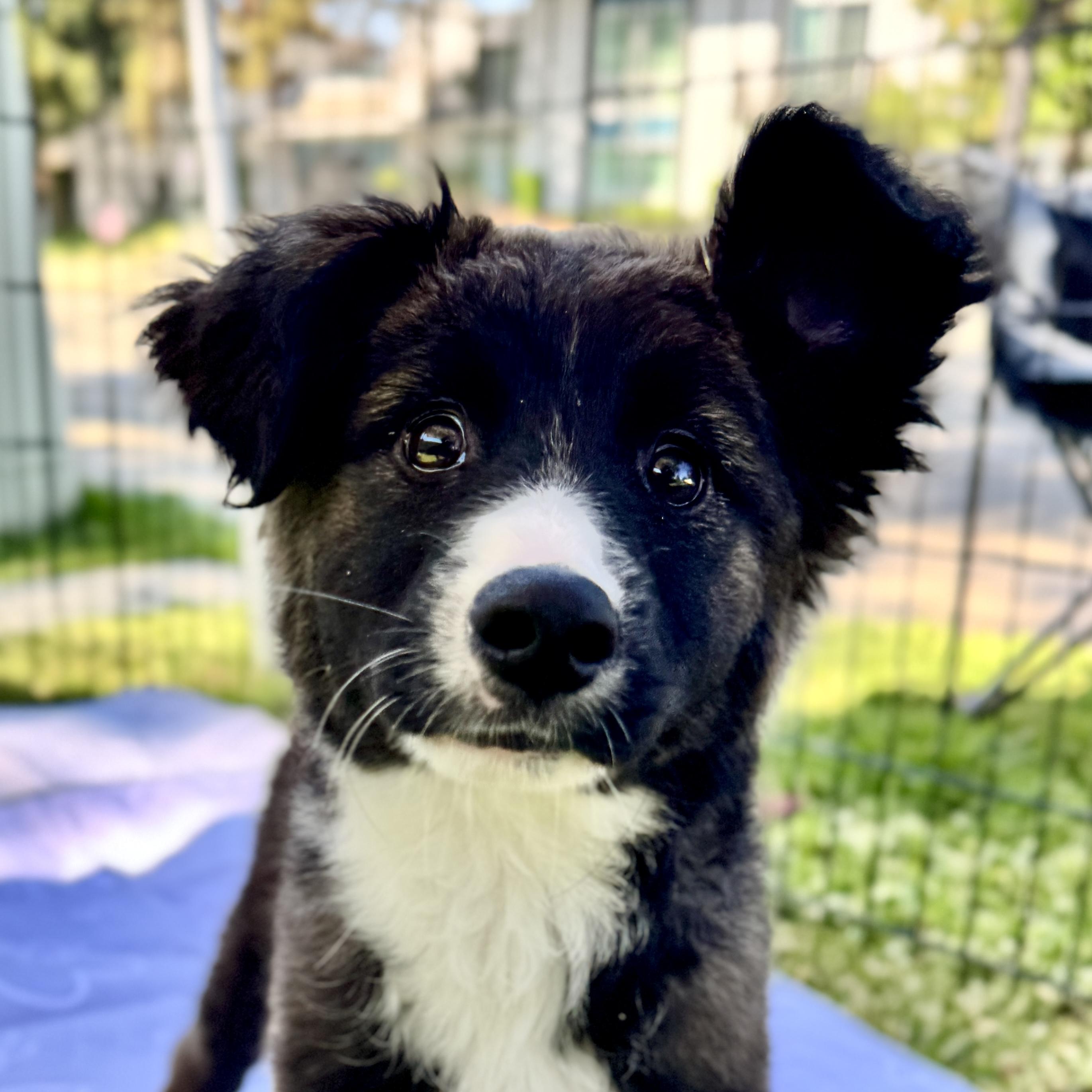 Enlarge Gaby, a Adoptable mixed breed in San Diego, CA image 1/2