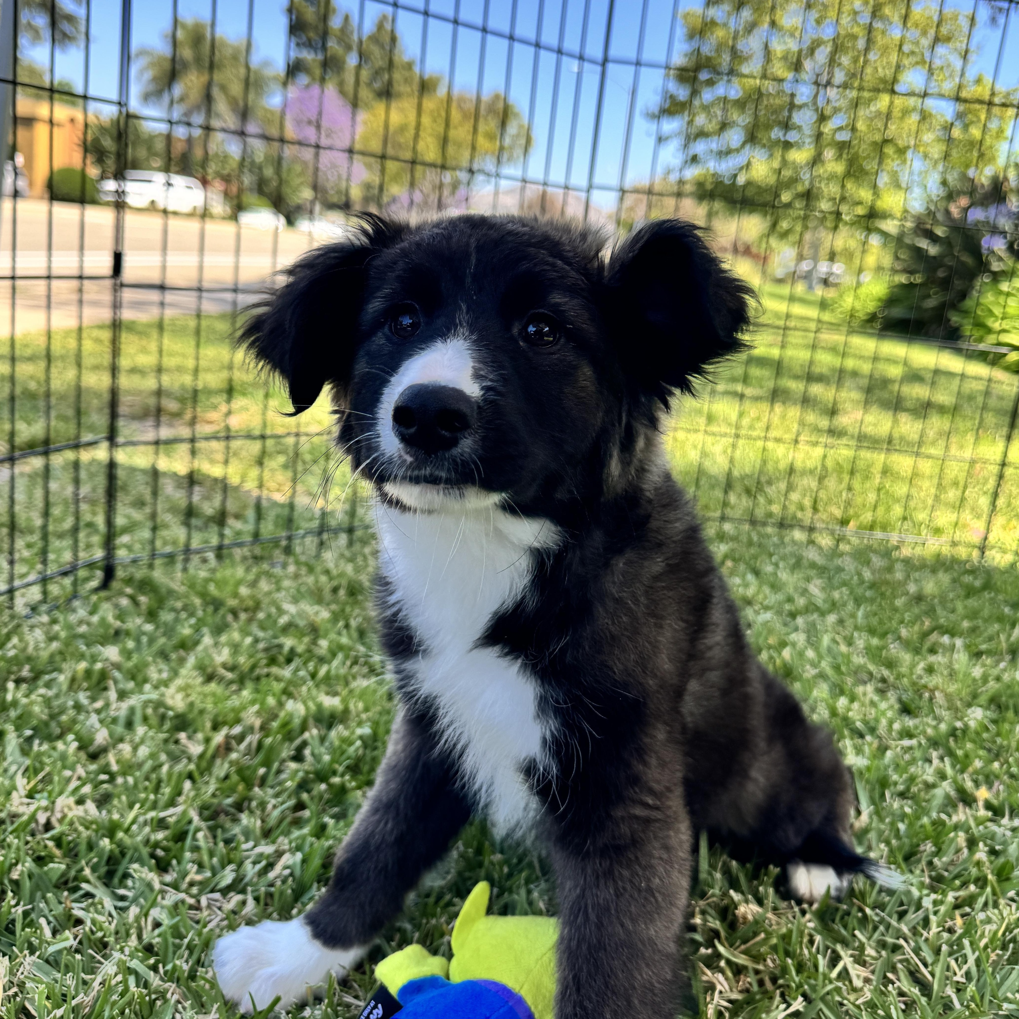 Enlarge Gaby, a Adoptable mixed breed in San Diego, CA image 2/2