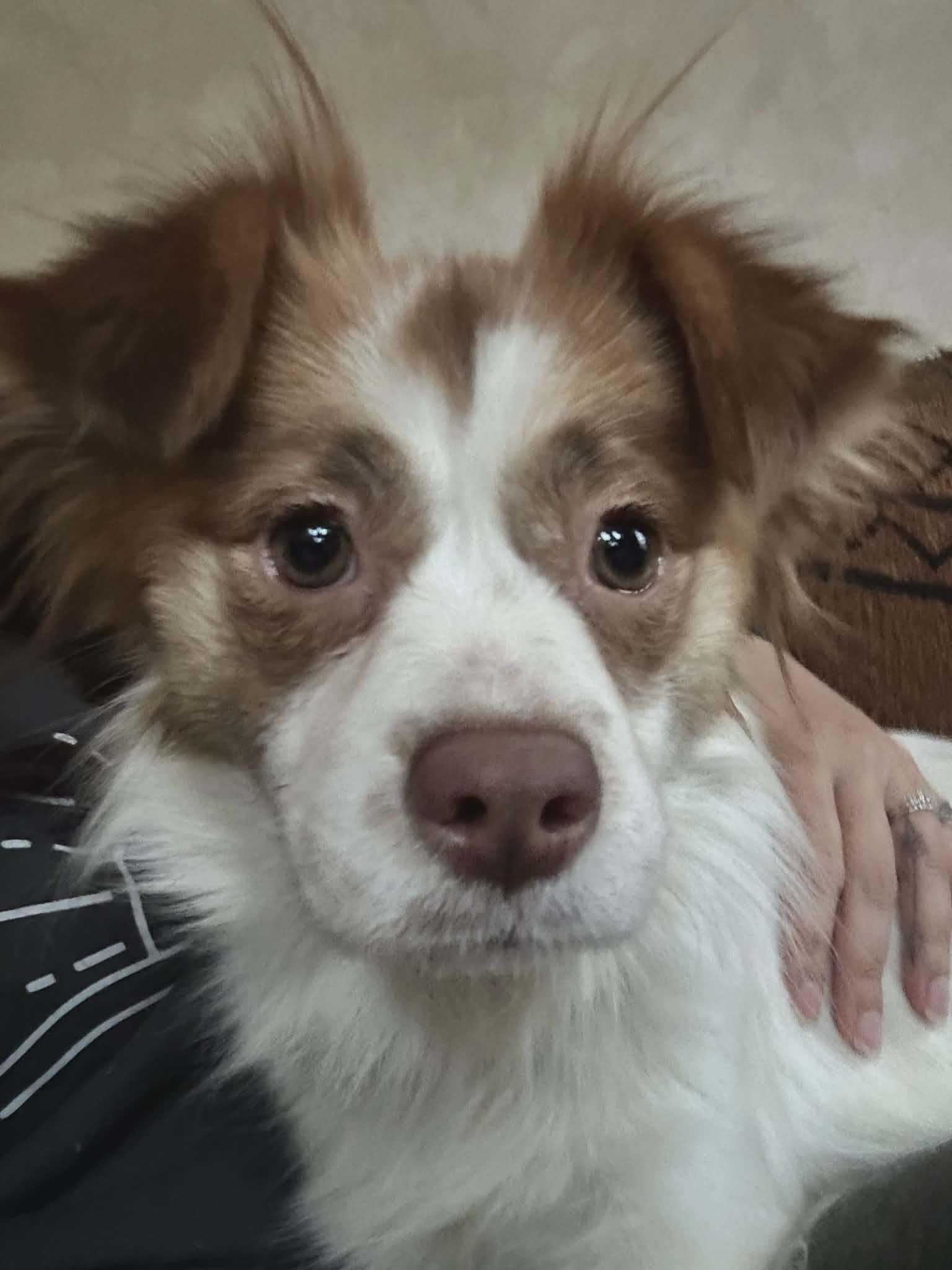 Enlarge Pepper, a ADOPTABLE mixed breed in Hilham, TN image 1/6