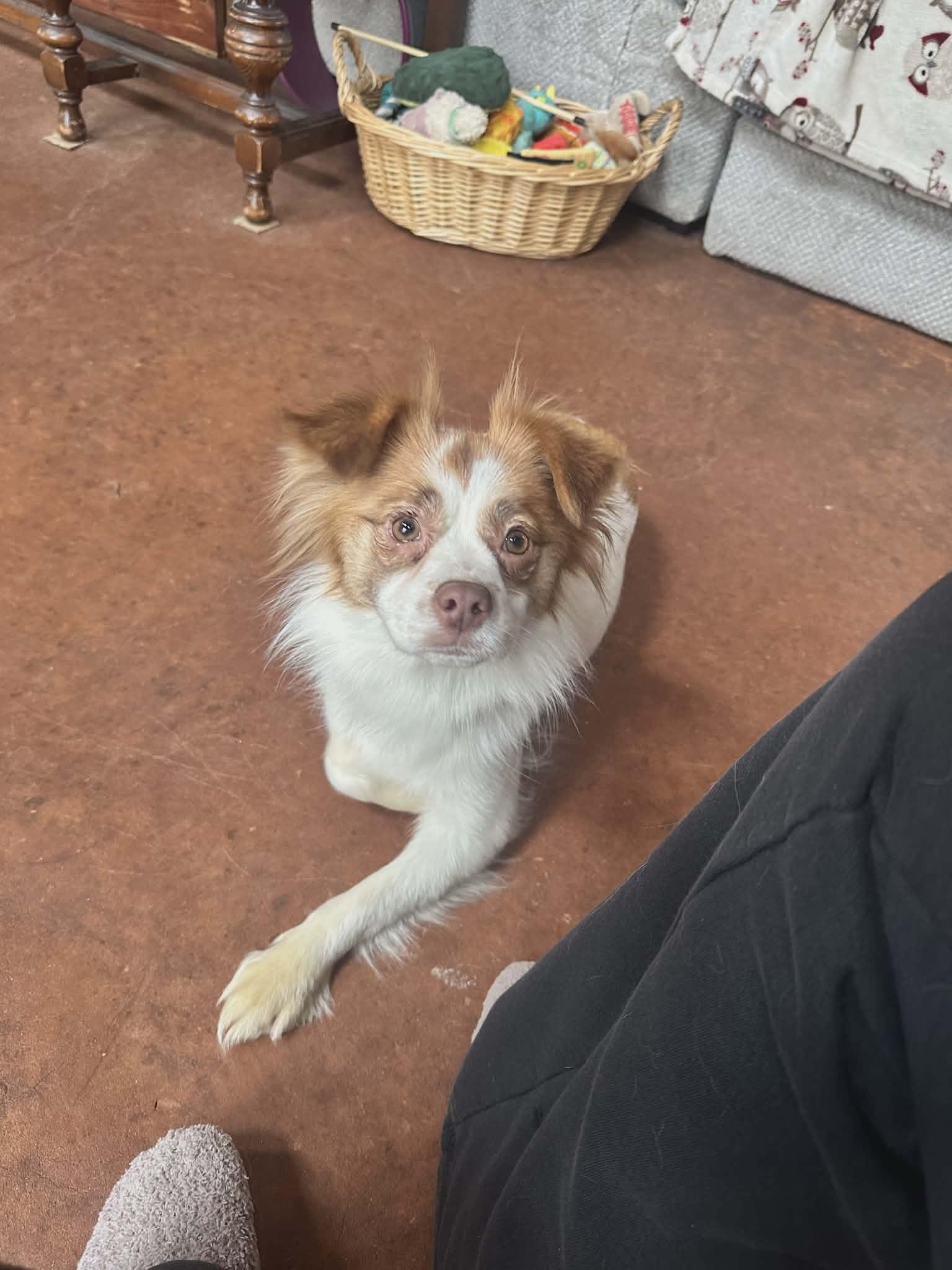 Enlarge Pepper, a ADOPTABLE mixed breed in Hilham, TN image 4/6