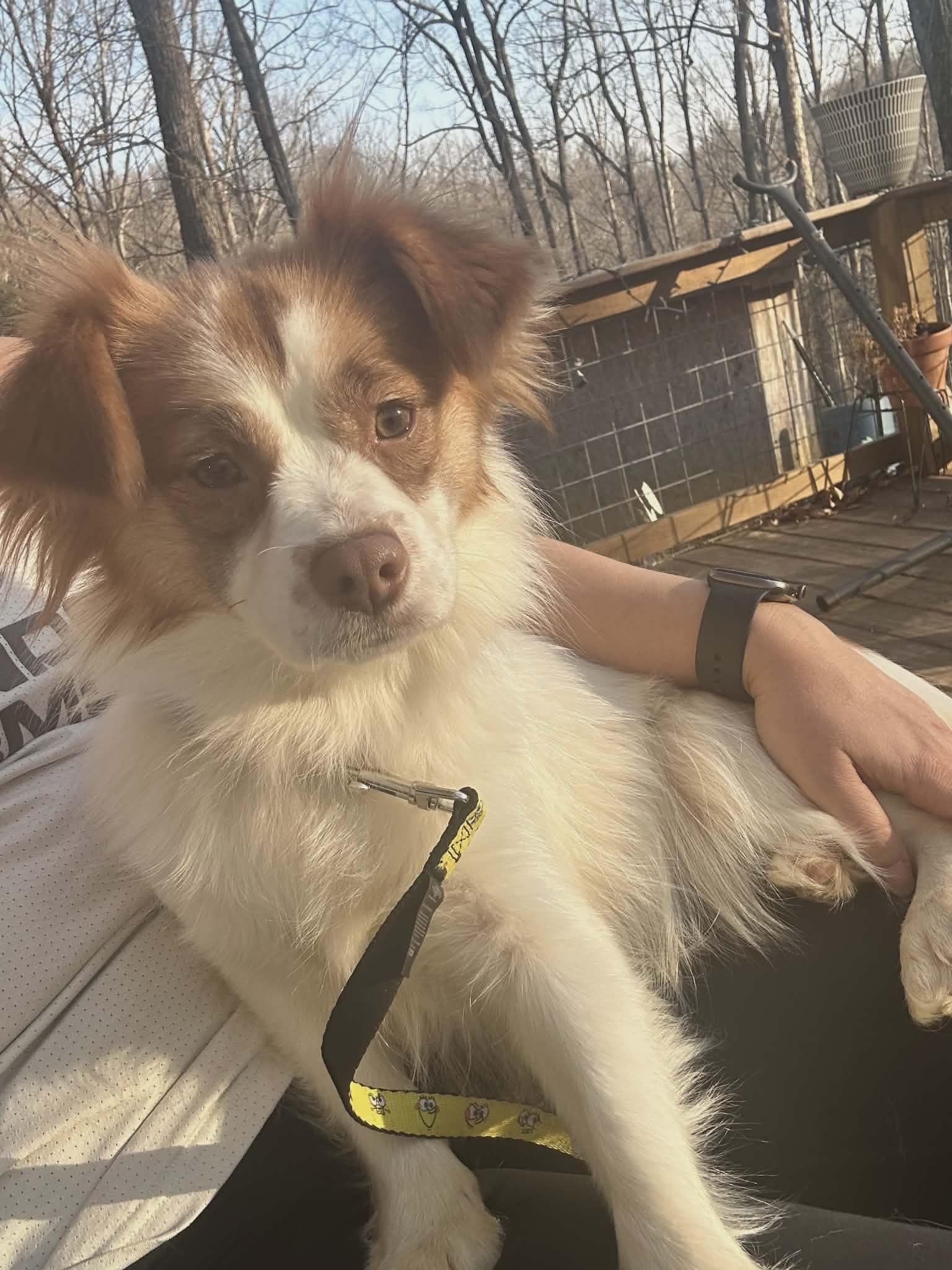 Enlarge Pepper, a ADOPTABLE mixed breed in Hilham, TN image 2/6