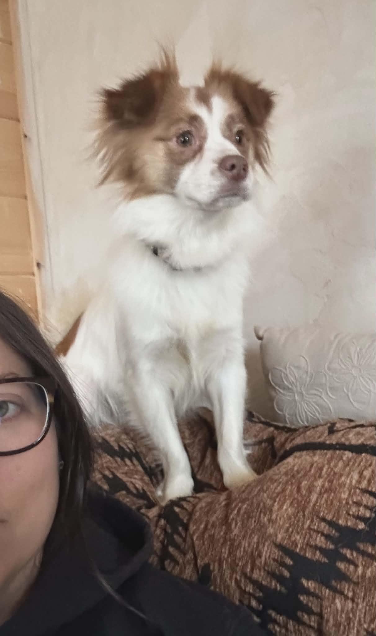 Enlarge Pepper, a ADOPTABLE mixed breed in Hilham, TN image 5/6