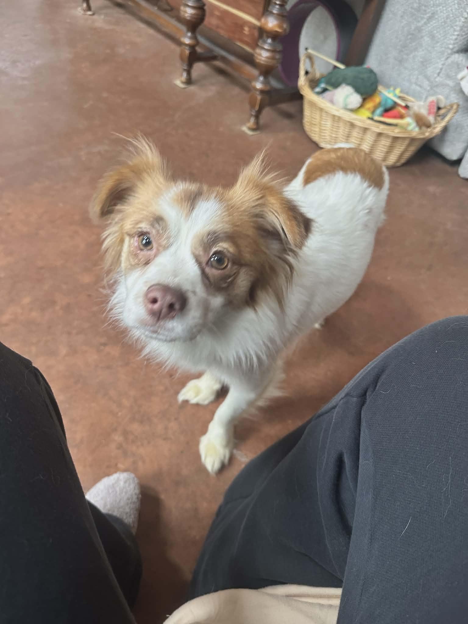 Enlarge Pepper, a ADOPTABLE mixed breed in Hilham, TN image 3/6