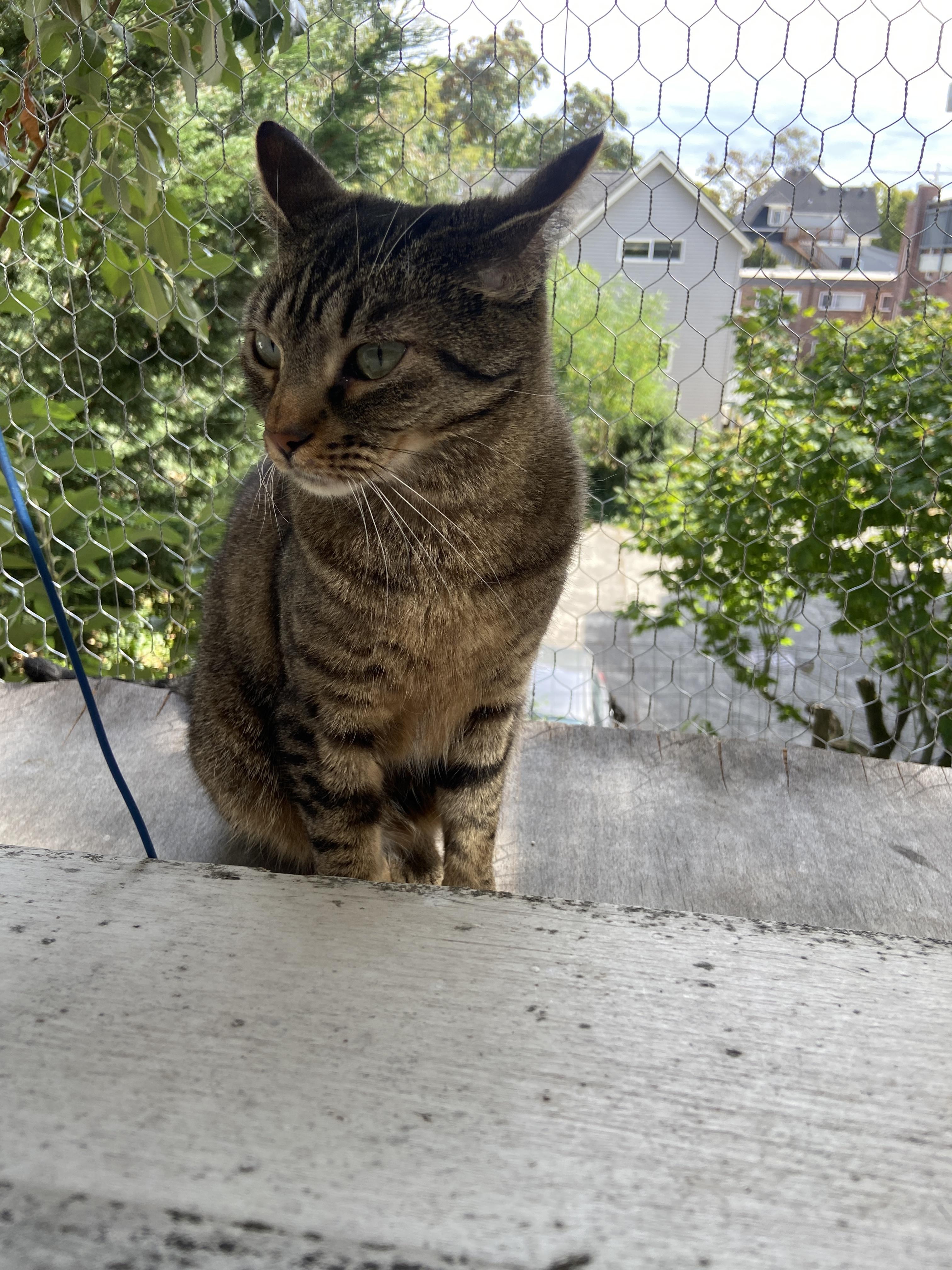 Dust Bunny and Raccoon, a Adoptable Domestic Short Hair in Seattle, WA image 4/6