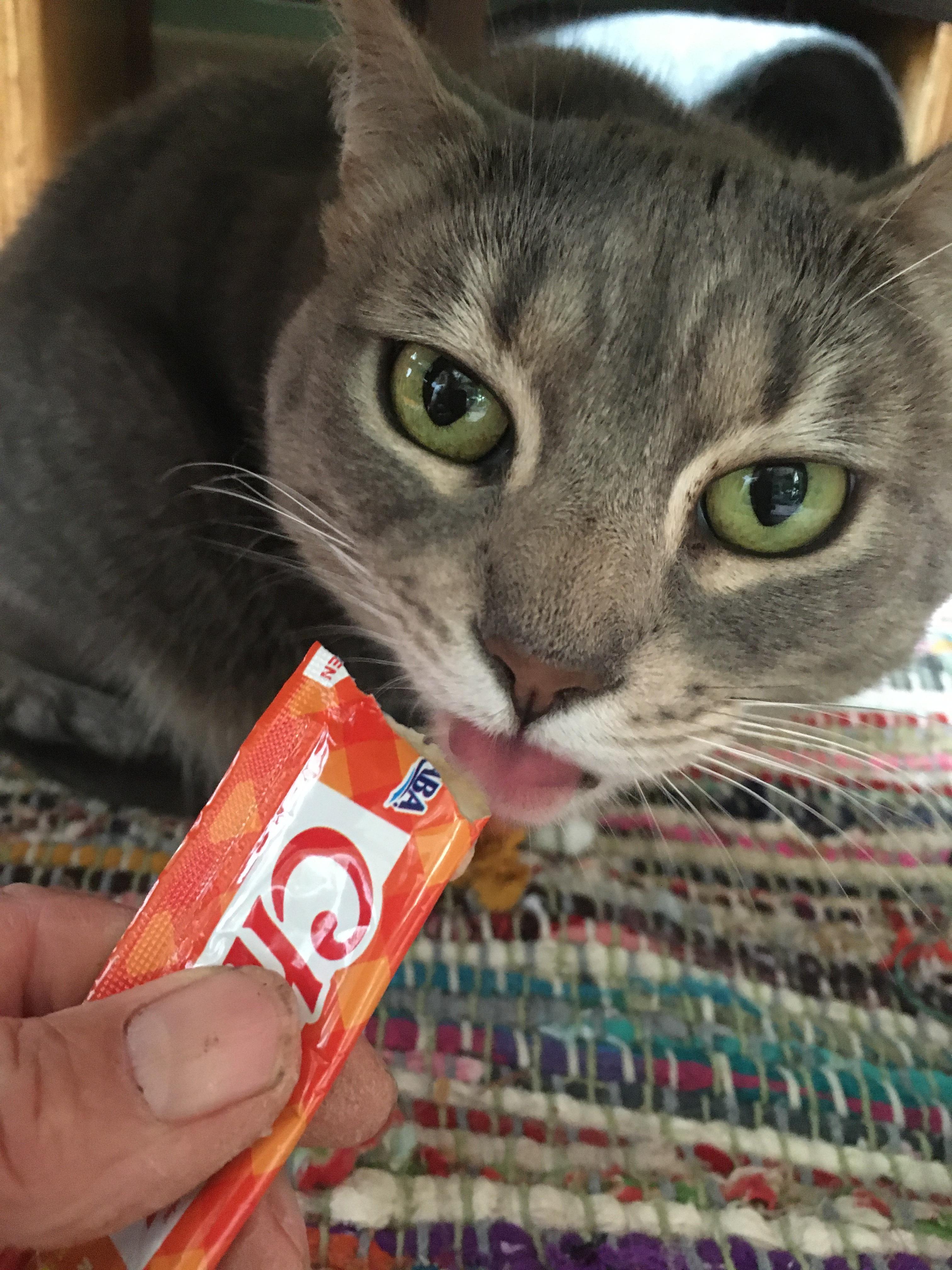 Dust Bunny and Raccoon