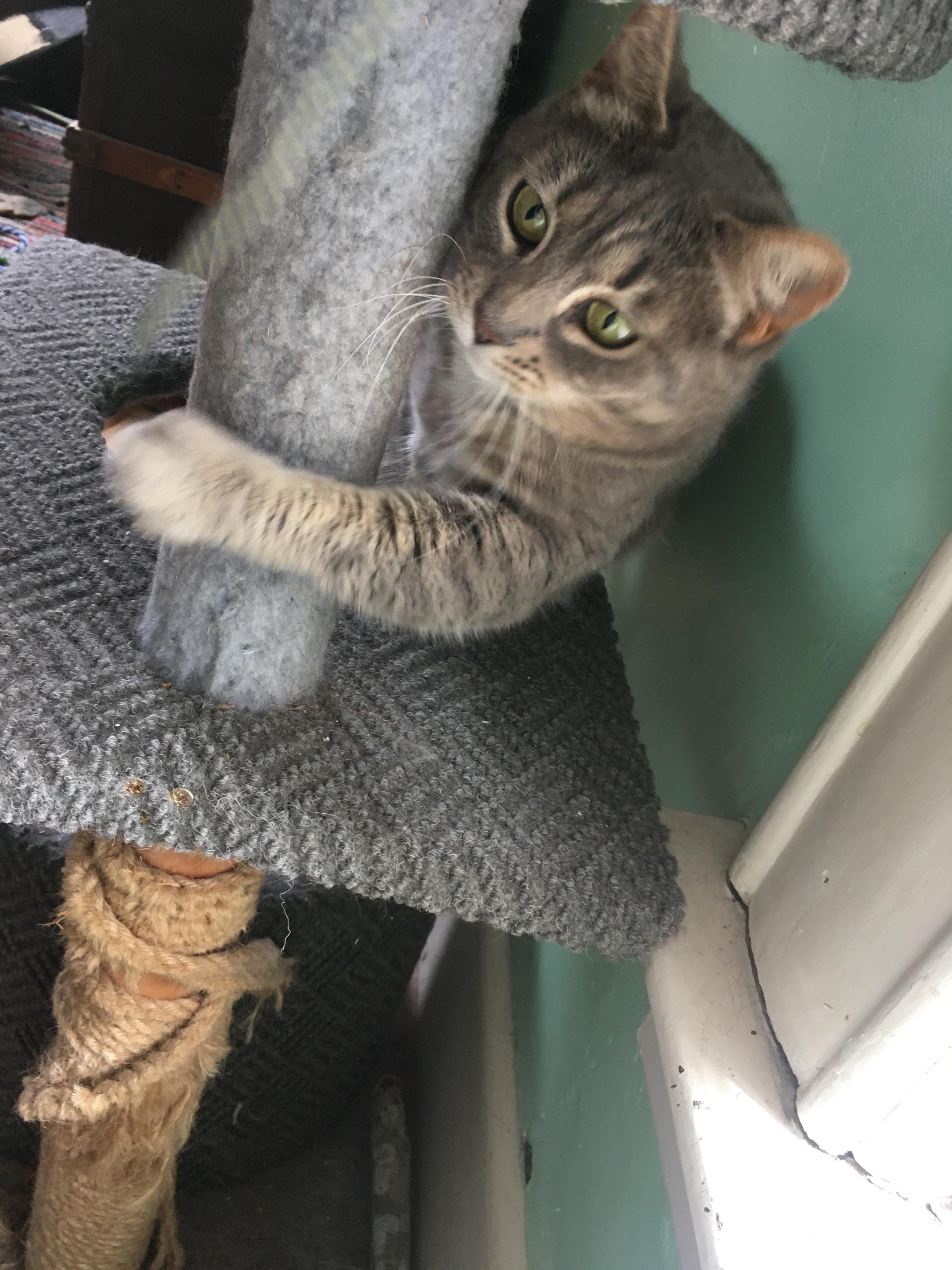 Dust Bunny and Raccoon, a Adoptable Domestic Short Hair in Seattle, WA image 5/6