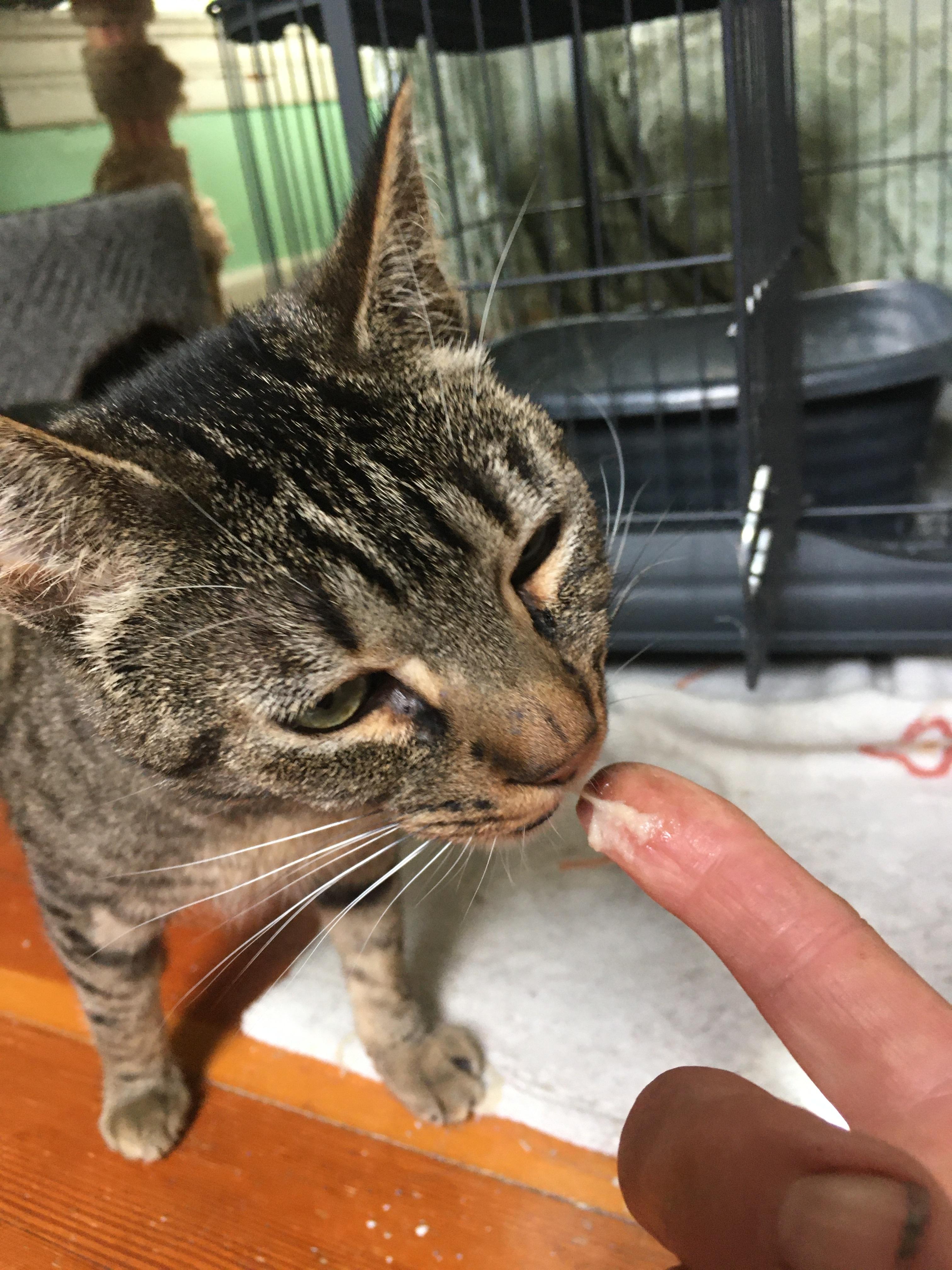 Dust Bunny and Raccoon, a Adoptable Domestic Short Hair in Seattle, WA image 6/6