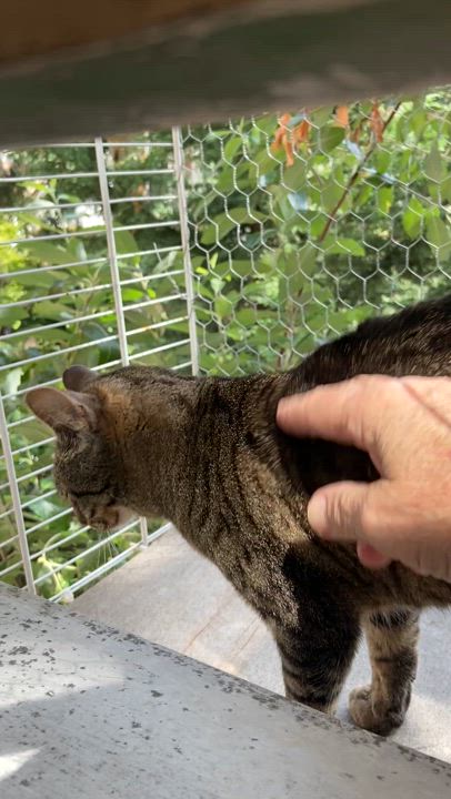 Enlarge Dust Bunny and Raccoon, a Adoptable Domestic Short Hair in Seattle, WA video 3/6