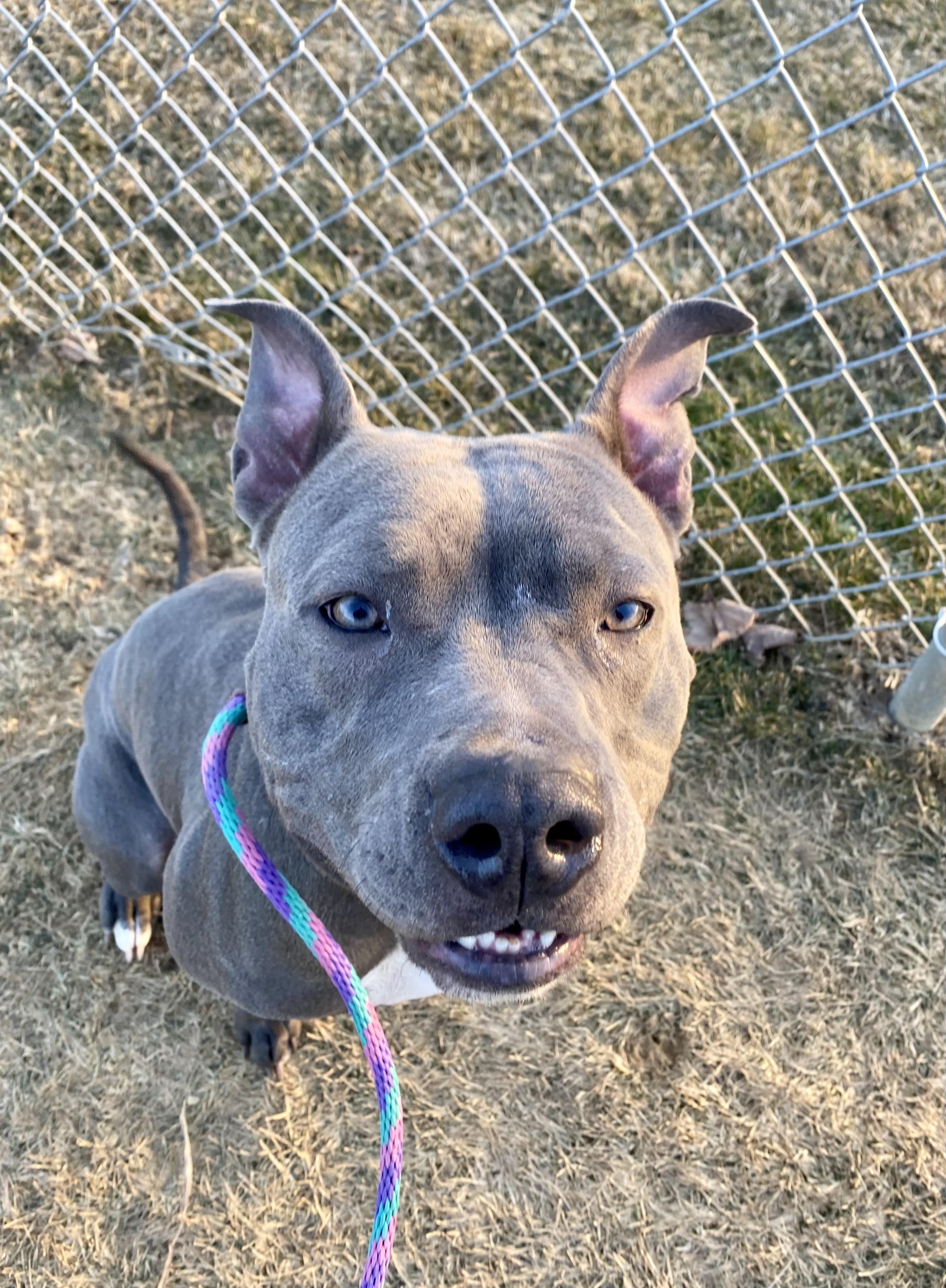 Enlarge Lady Luck, a Adoptable Pit Bull Terrier in Mechanicsburg, PA image 3/6