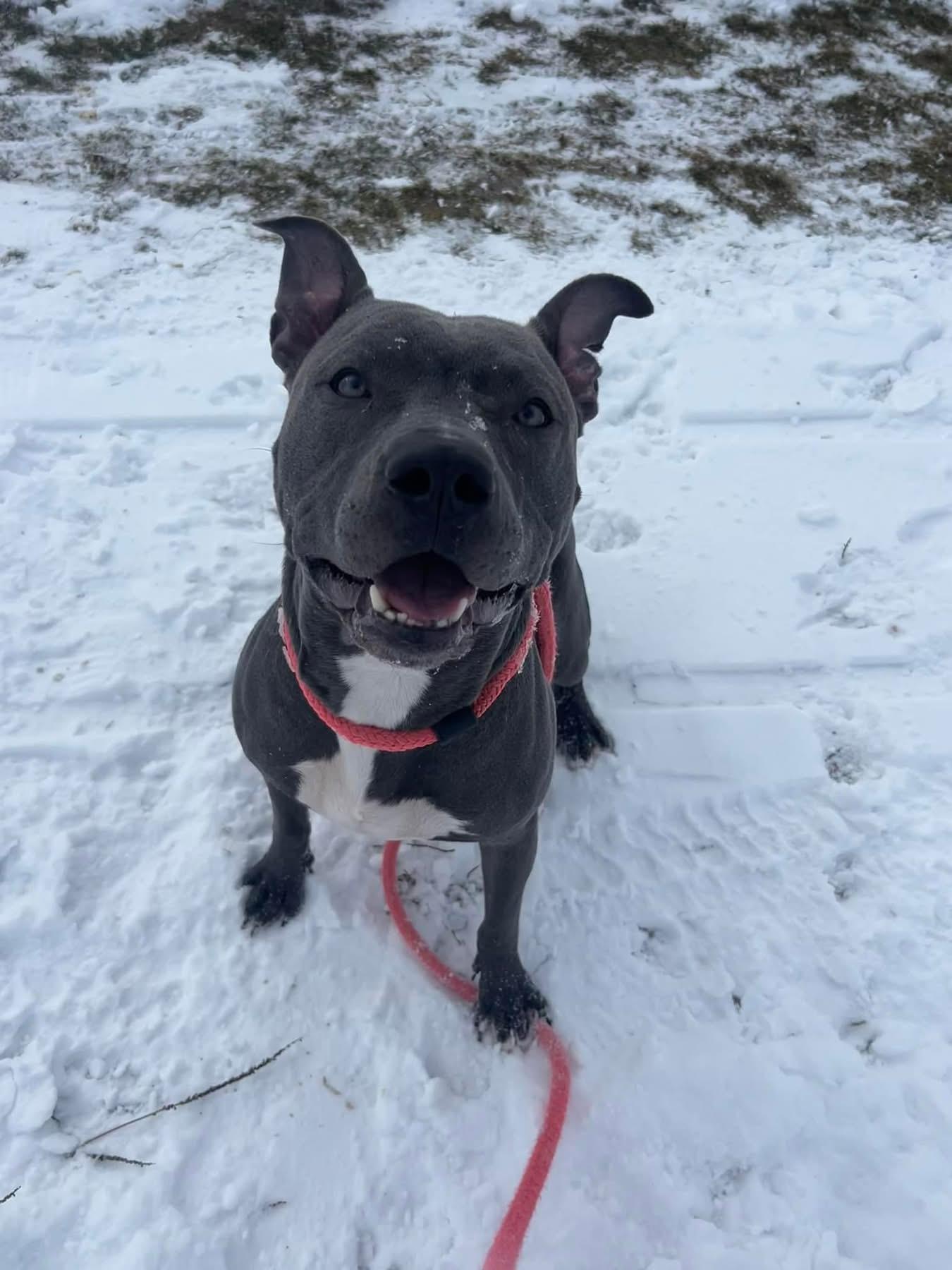 Enlarge Lady Luck, a Adoptable Pit Bull Terrier in Mechanicsburg, PA image 6/6