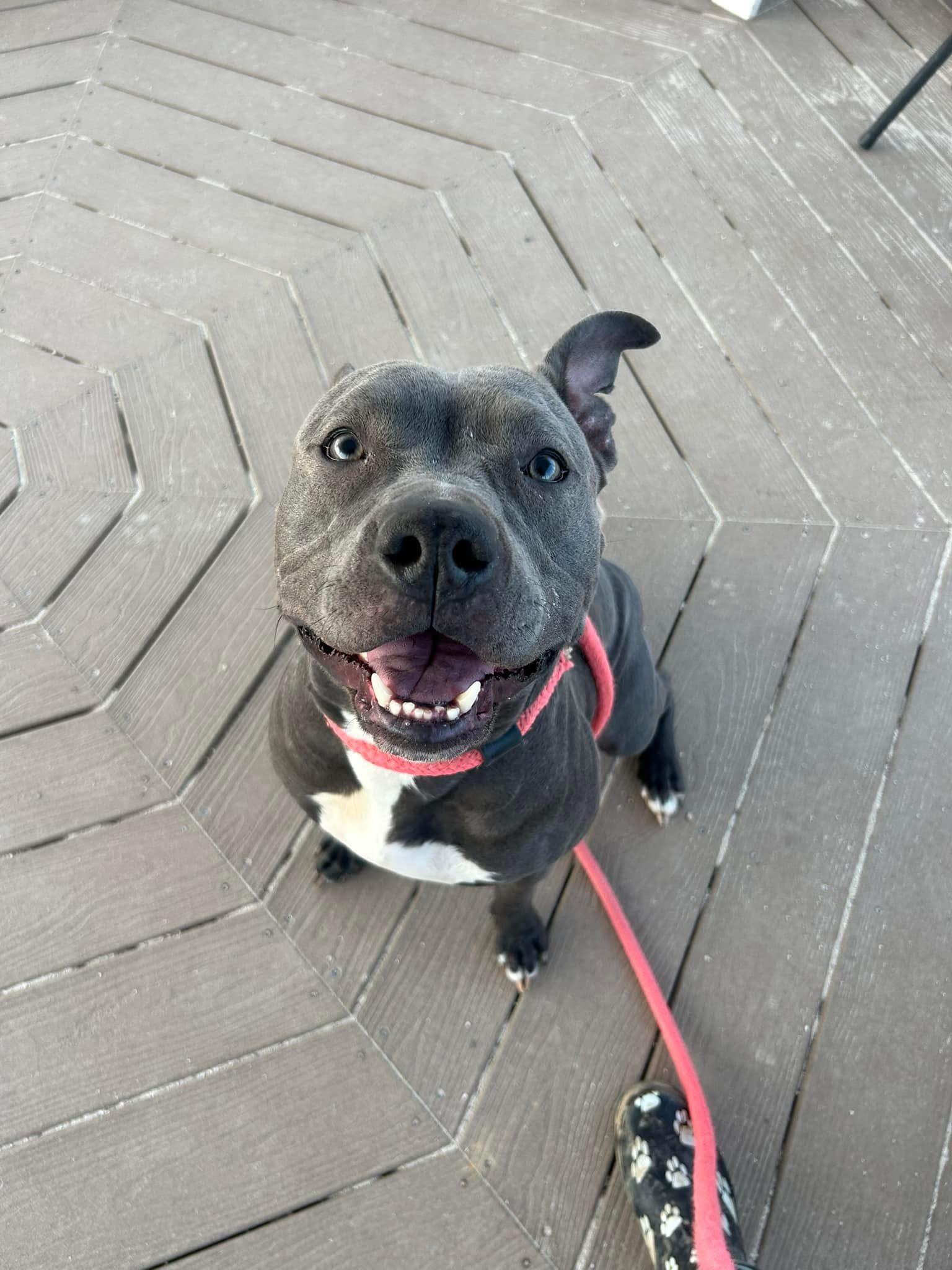 Enlarge Lady Luck, a Adoptable Pit Bull Terrier in Mechanicsburg, PA image 2/6