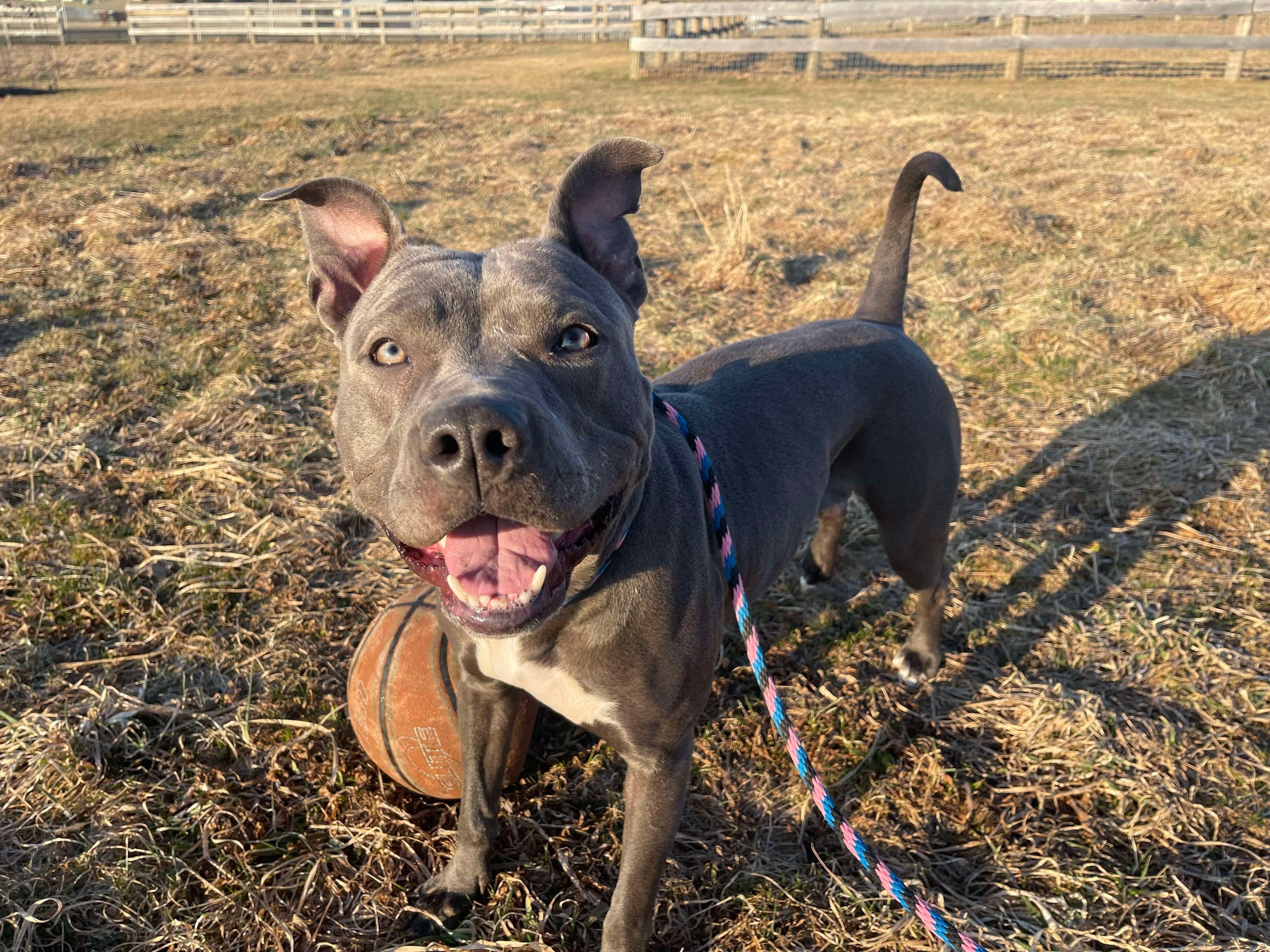 Enlarge Lady Luck, a Adoptable Pit Bull Terrier in Mechanicsburg, PA image 1/6