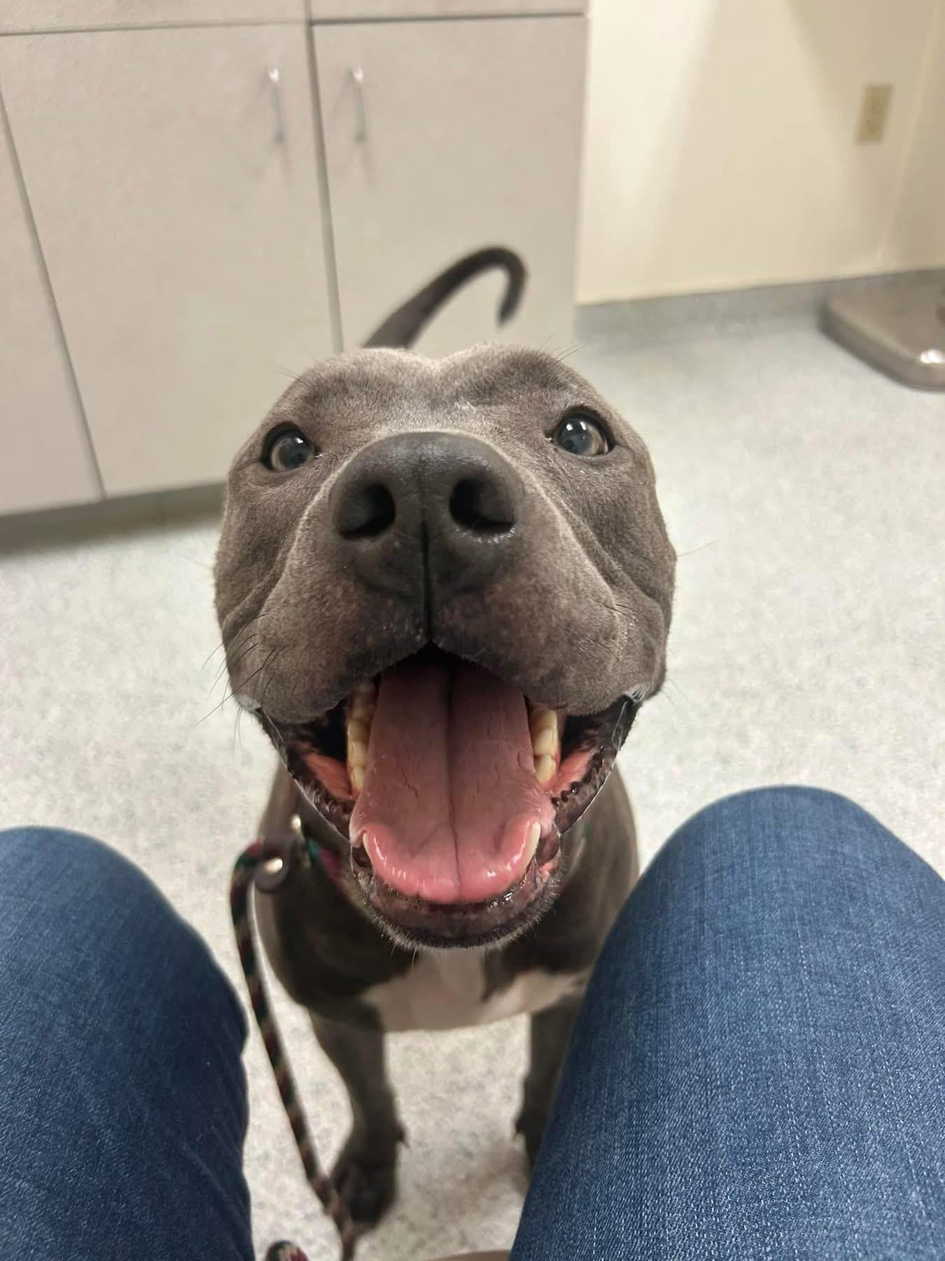 Enlarge Lady Luck, a Adoptable Pit Bull Terrier in Mechanicsburg, PA image 5/6