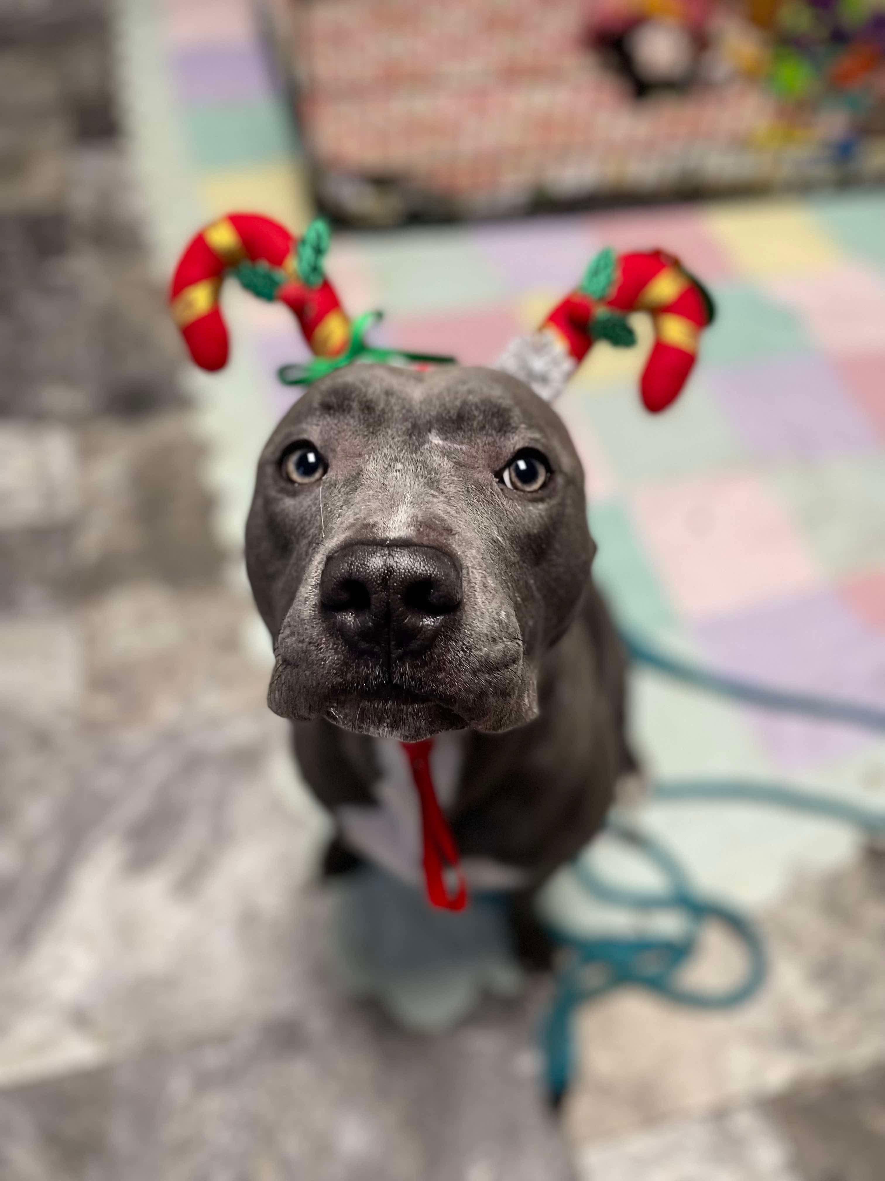 Enlarge Lady Luck, a Adoptable Pit Bull Terrier in Mechanicsburg, PA image 4/6
