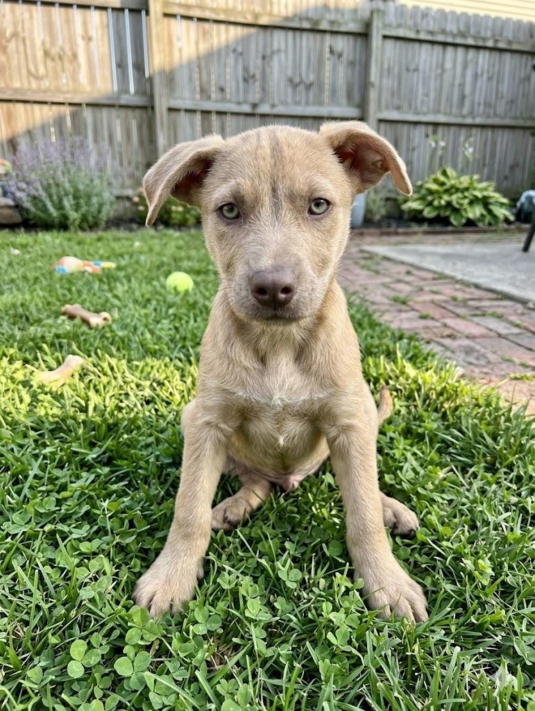 Enlarge Toodles, a Adoptable mixed breed in Center, TX image 1/1