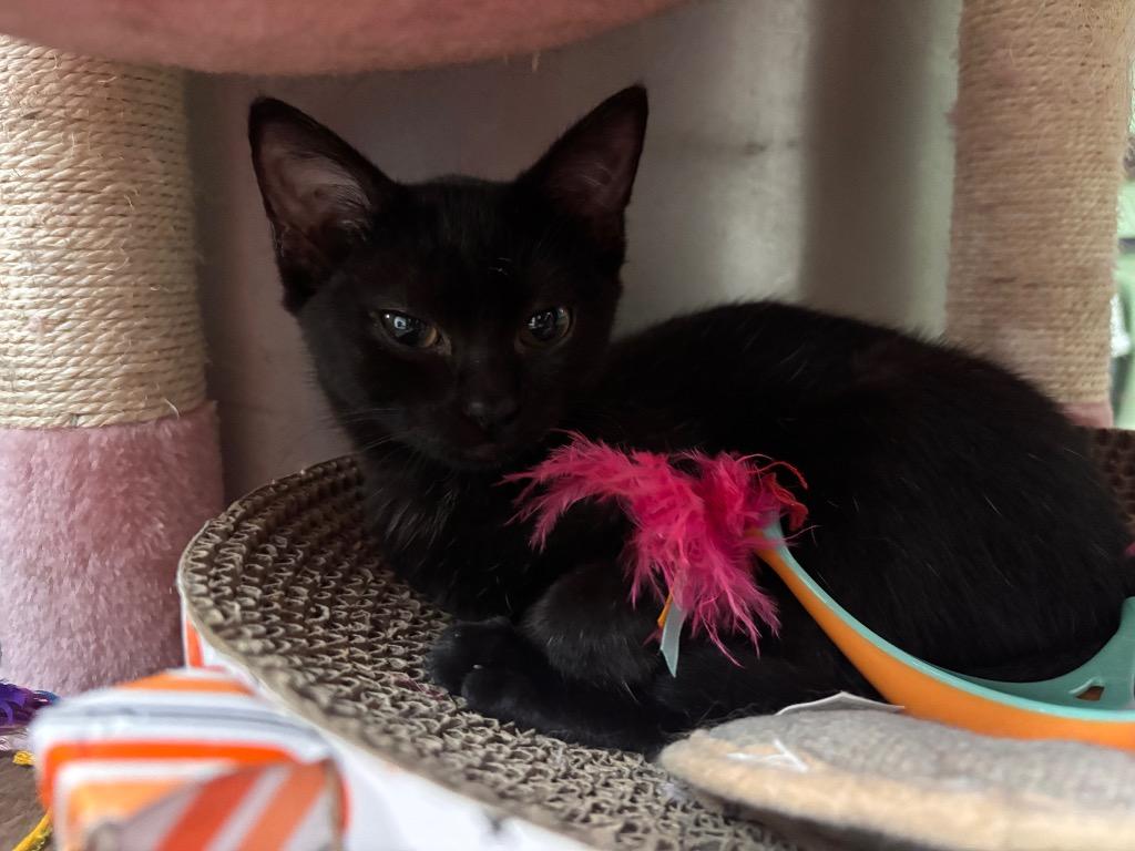 Enlarge Ash, a Adoptable mixed breed in Port Jervis, NY image 1/2