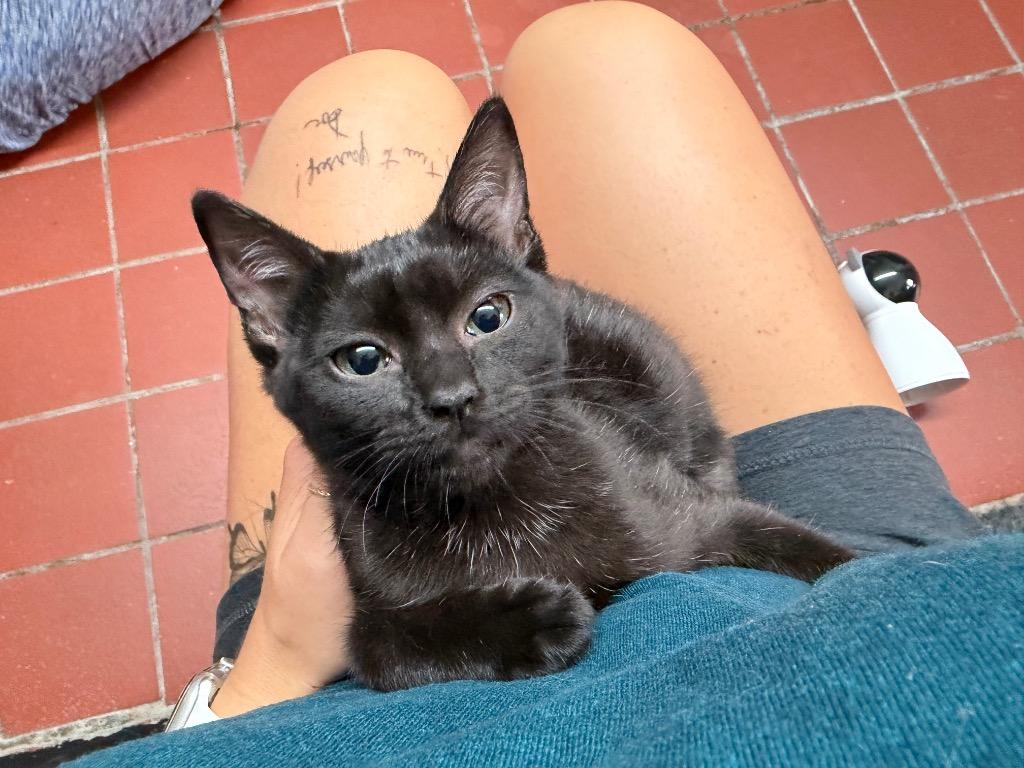 Enlarge Ash, a Adoptable mixed breed in Port Jervis, NY image 2/2