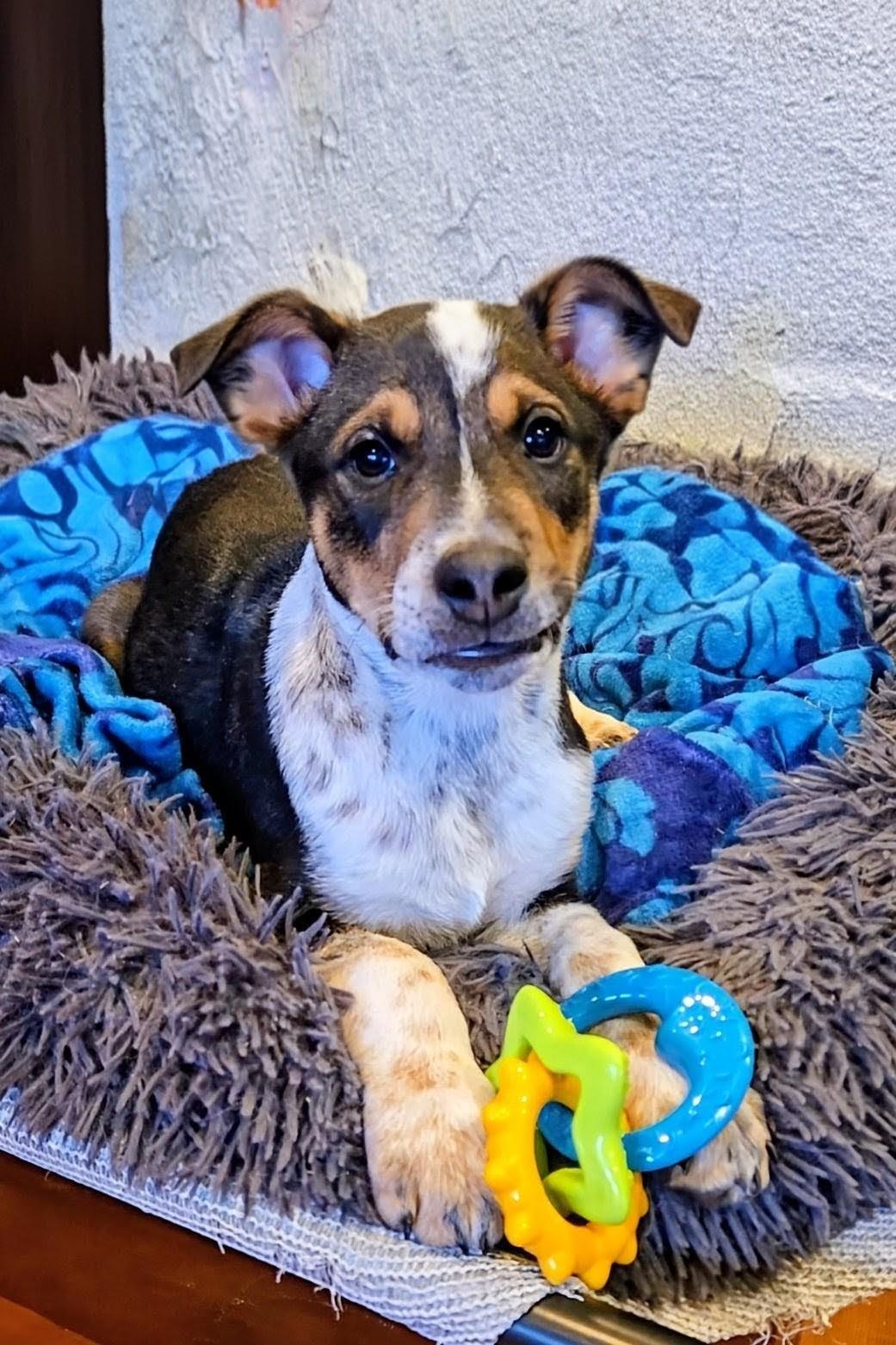 Miso, Adoptable, Puppy Male Australian Cattle Dog / Blue Heeler & Australian Shepherd.