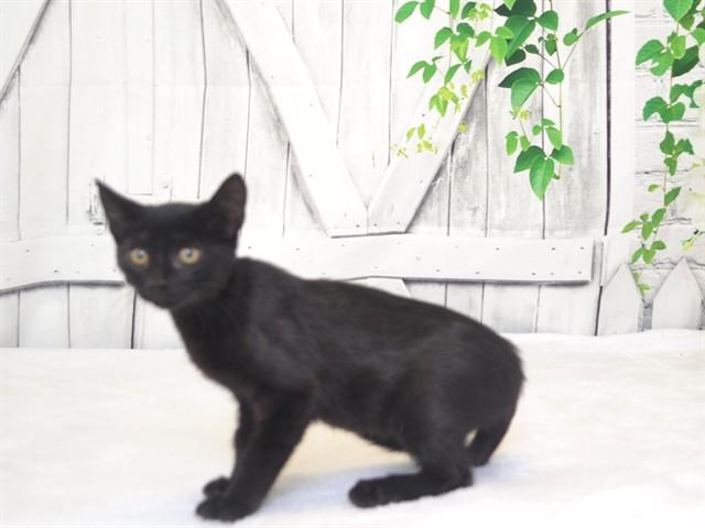 RON, Adoptable, Kitten Male Domestic Short Hair & Domestic Short Hair.