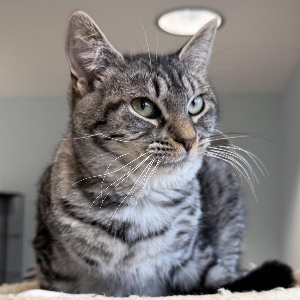 Edmond, Adoptable, Young Male Domestic Short Hair.