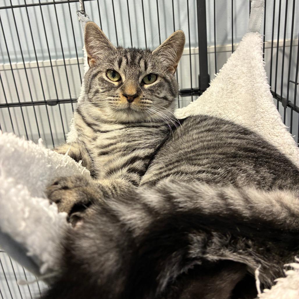 Edmond, a Adoptable Domestic Short Hair in East Hampton, NY image 2/6