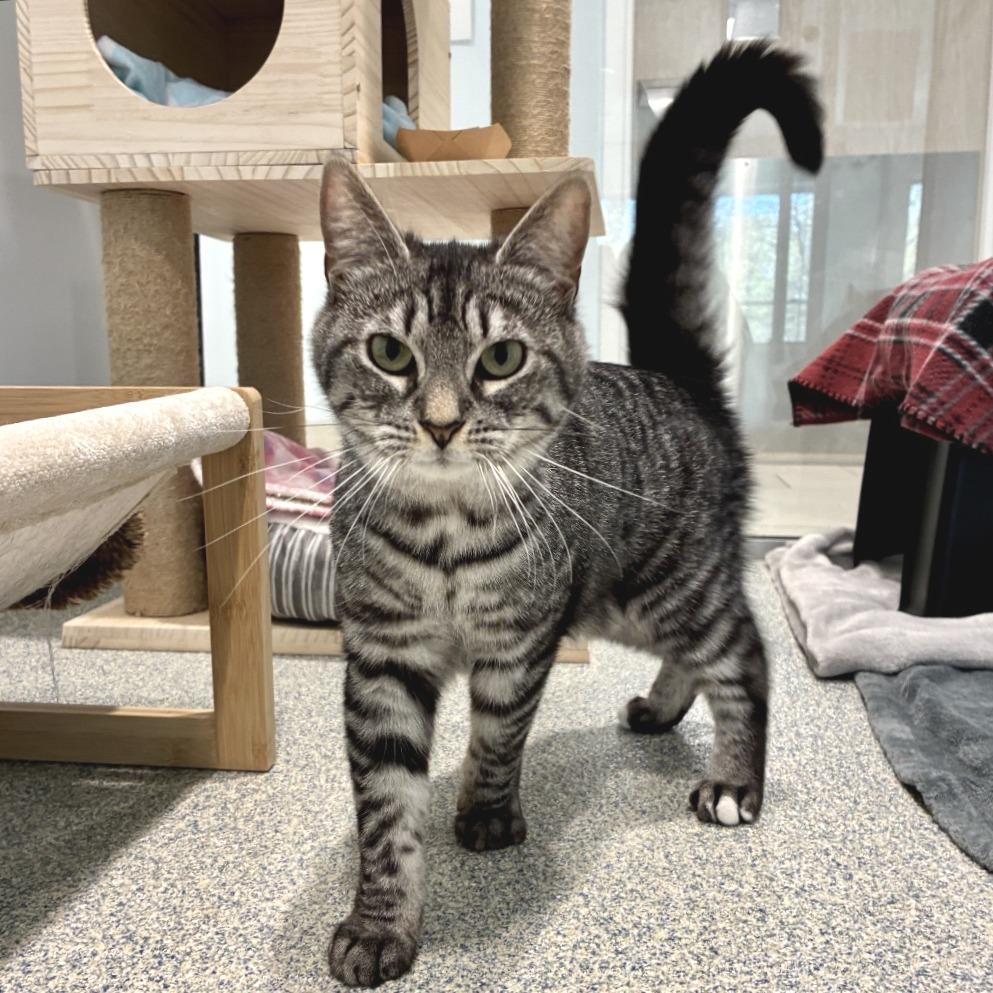 Edmond, a Adoptable Domestic Short Hair in East Hampton, NY image 3/6