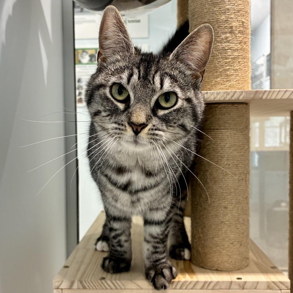 Edmond, a Adoptable Domestic Short Hair in East Hampton, NY image 4/6