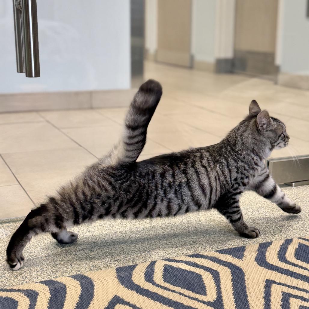 Edmond, a Adoptable Domestic Short Hair in East Hampton, NY image 5/6