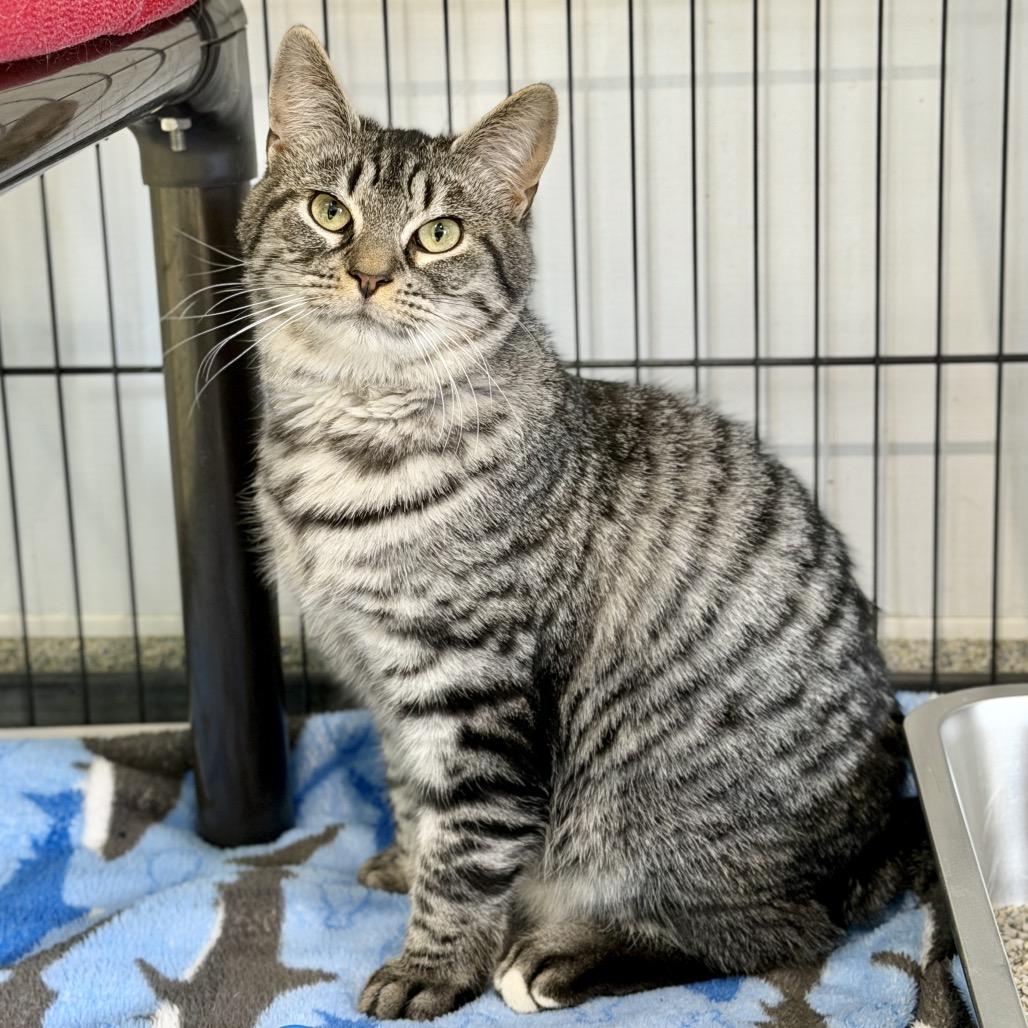 Edmond, a Adoptable Domestic Short Hair in East Hampton, NY image 6/6