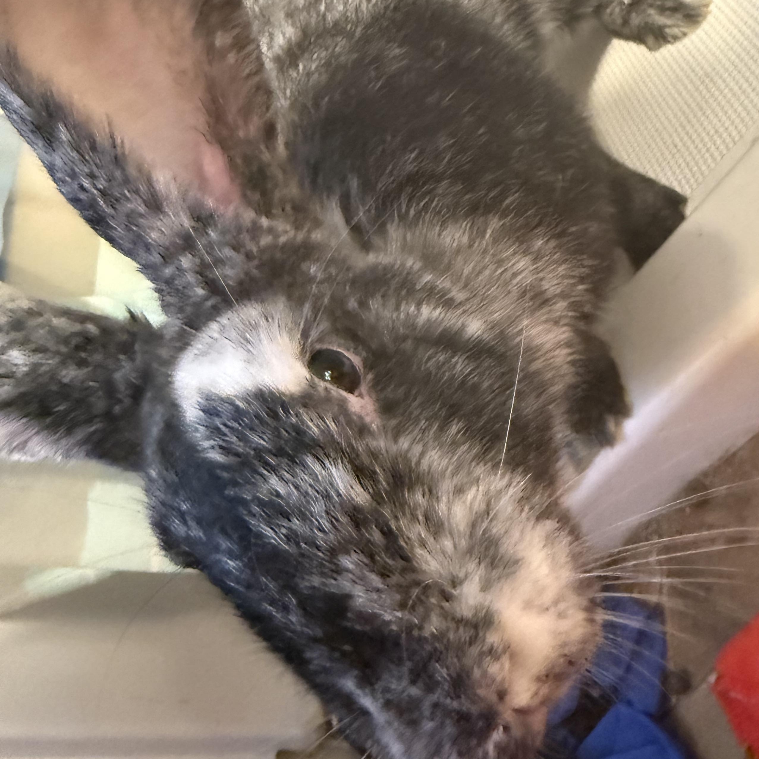 Lotus, Adoptable, Young Male Bunny Rabbit.