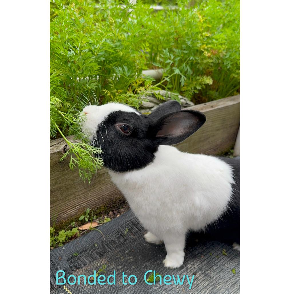 Enlarge Foodie, a Adoptable Dutch in The Woodlands, TX image 1/4