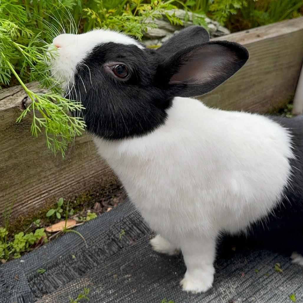 Foodie, a Adoptable Dutch in The Woodlands, TX image 3/4