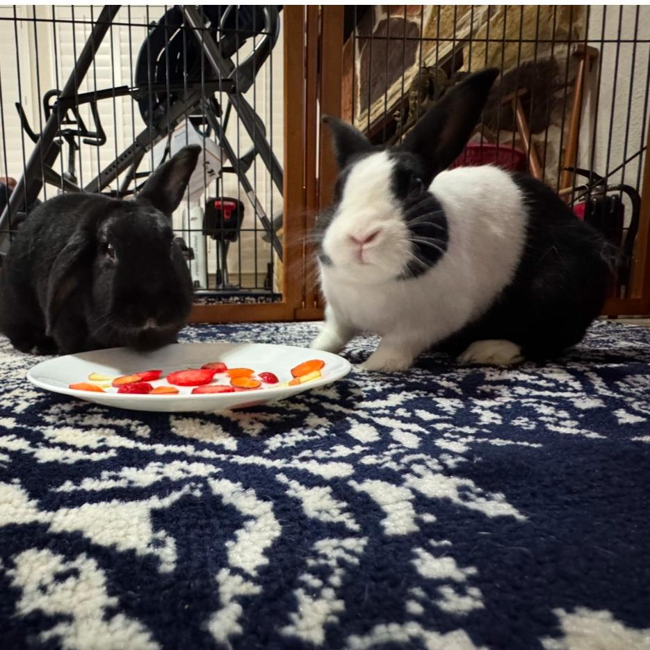 Foodie, a Adoptable Dutch in The Woodlands, TX image 4/4