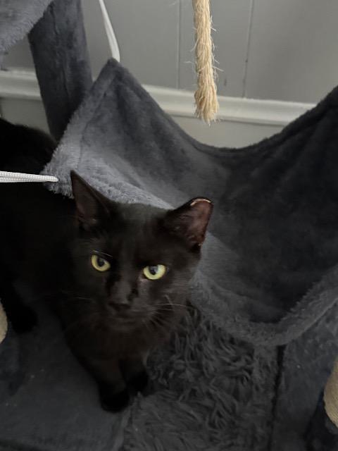 Enlarge Chatty Kathy, a Adoptable mixed breed in Pawtucket, RI image 1/6