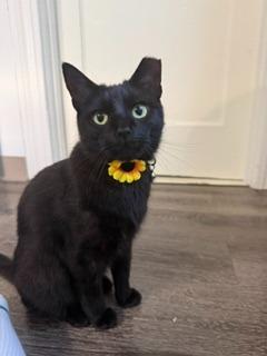 Enlarge Chatty Kathy, a Adoptable mixed breed in Pawtucket, RI image 2/6