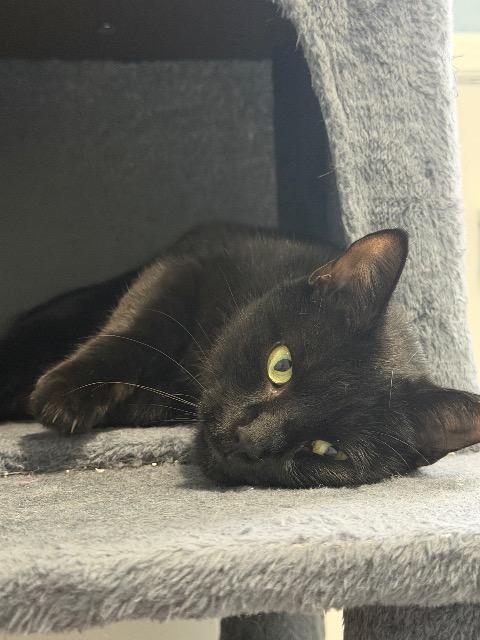 Enlarge Chatty Kathy, a Adoptable mixed breed in Pawtucket, RI image 4/6