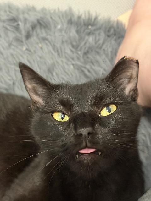 Enlarge Chatty Kathy, a Adoptable mixed breed in Pawtucket, RI image 5/6