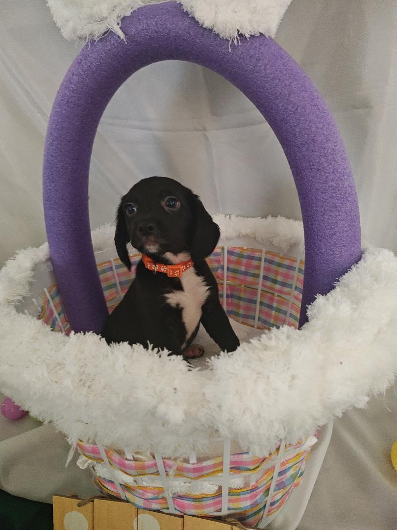 Enlarge Honey, a Adopted mixed breed in Salisbury, MD image 1/1