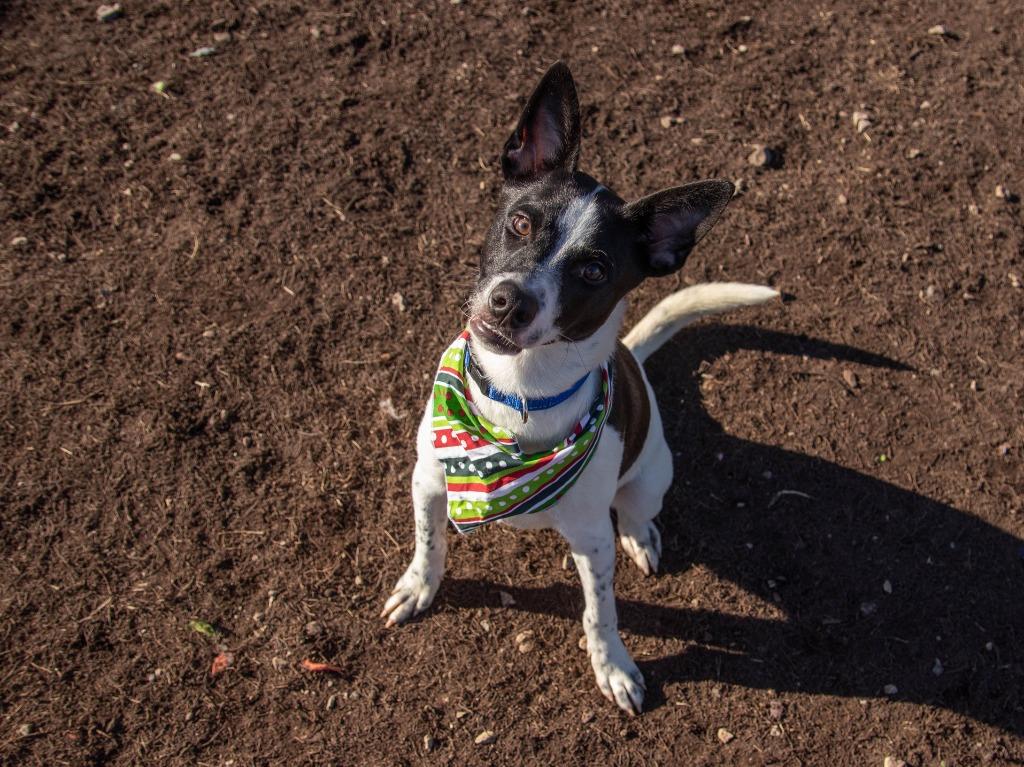 Enlarge Sharky, a Adoptable mixed breed in Lansing, KS image 1/2