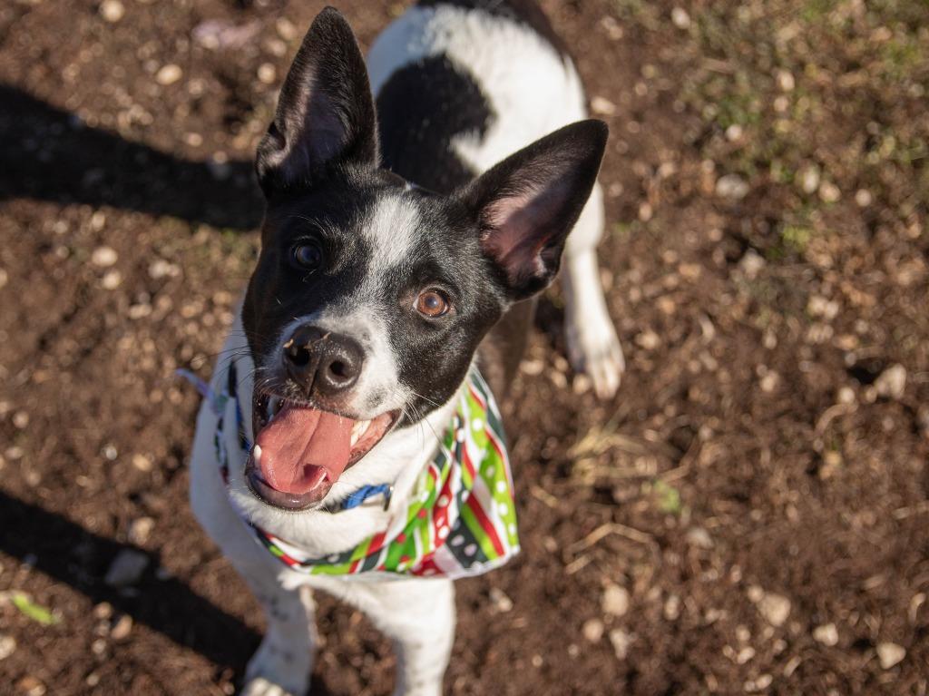 Enlarge Sharky, a Adoptable mixed breed in Lansing, KS image 2/2