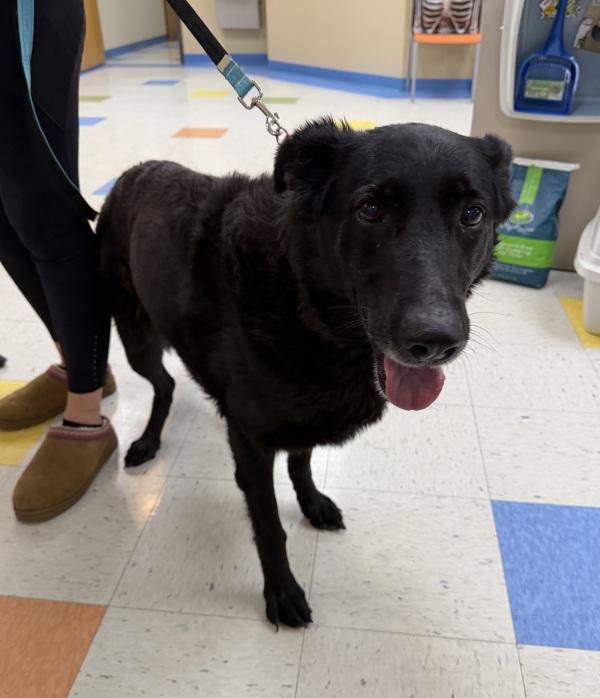 Mickey Mouse, Adoptable, Senior Female German Shepherd Dog.
