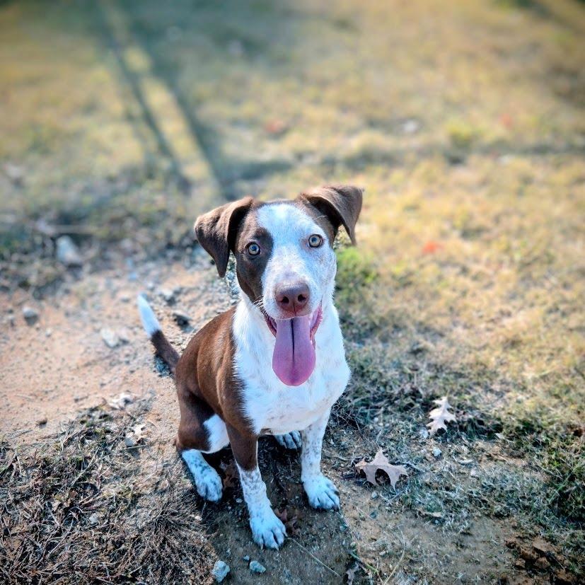 Nova, Adoptable, Young Female Mixed Breed.