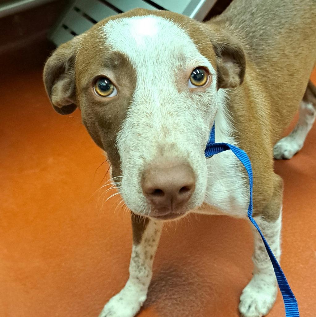 Enlarge Nova, a Adoptable mixed breed in Douglasville, GA image 2/5