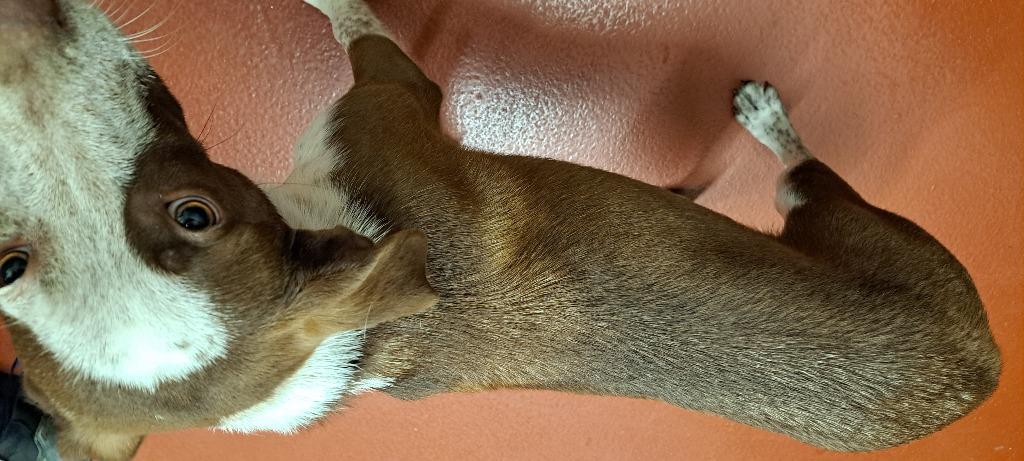 Enlarge Nova, a Adoptable mixed breed in Douglasville, GA image 3/5