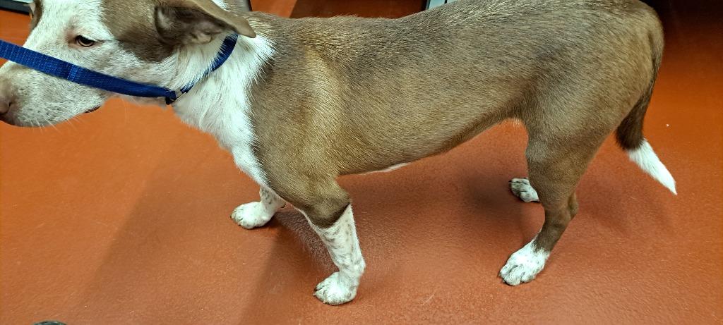 Enlarge Nova, a Adoptable mixed breed in Douglasville, GA image 4/5